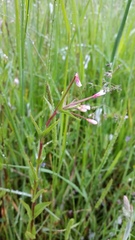 Epilobium hallianum