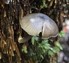Entoloma asprelloides