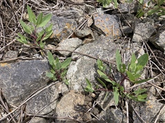 Atriplex dioica