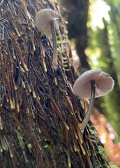 Entoloma asprelloides