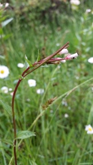 Epilobium hallianum