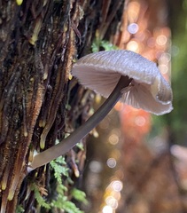 Entoloma asprelloides