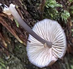Entoloma asprelloides