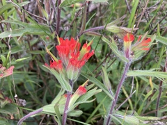 Castilleja hispida hispida