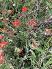 Castilleja hispida hispida