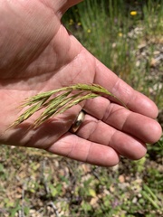 Bromus laevipes