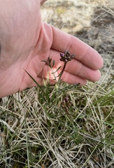 Cardamine polemonioides