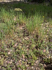 Bromus laevipes