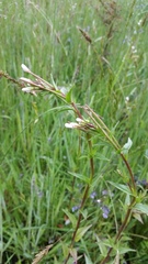 Epilobium hallianum