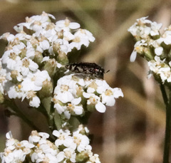 Acmaeodera hepburnii