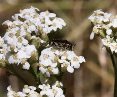 Acmaeodera hepburnii
