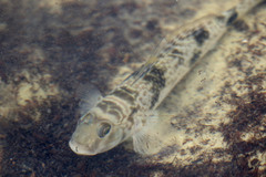 Yongeichthys nebulosus
