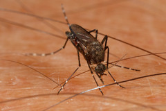 Aedes vigilax