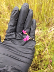 Nissolia (Nissolia)