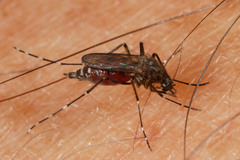 Aedes vigilax