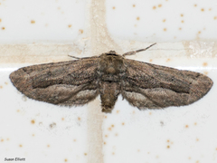 Holochroa dissociarius