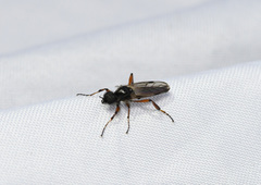 Bibio xanthopus