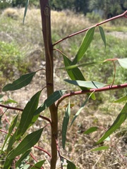 Corymbia citriodora