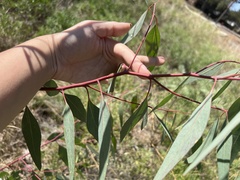 Corymbia citriodora