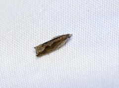 Ancylis diminuatana