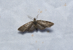 Eupithecia columbiata