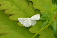 Scopula quadrilineata