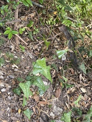 Smilax aspera
