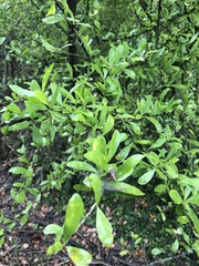 Acanthosyris spinescens