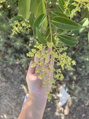 Ligustrum lucidum