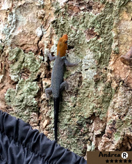 Gonatodes albogularis