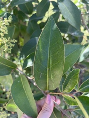 Ligustrum lucidum