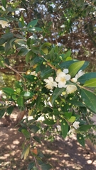 Myrtus communis