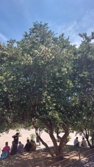 Myrtus communis