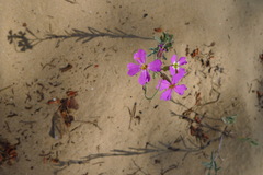 Malcolmia littorea