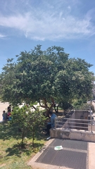 Myrtus communis