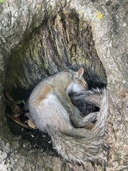 Sciurus carolinensis