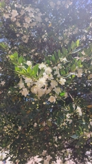 Myrtus communis