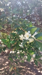 Myrtus communis