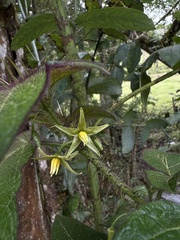 Solanum acerifolium