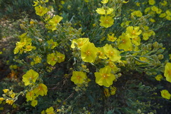 Cistus halimifolius