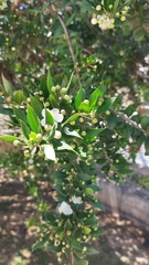 Myrtus communis