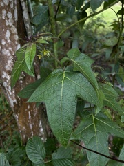Solanum acerifolium