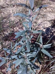 Atriplex cinerea