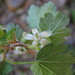 Canadian Gooseberry - Photo (c) Sarah Vinge-Mazer, some rights reserved (CC BY-NC-SA), uploaded by Sarah Vinge-Mazer