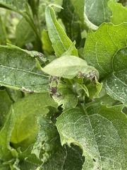 Sclerotinia