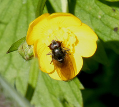 Cheilosia pagana