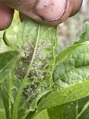 Sclerotinia