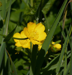 Ranunculus lingua