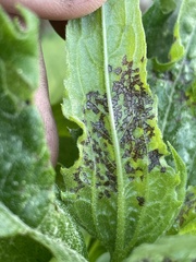 Sclerotinia
