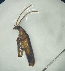 Oedemerinae